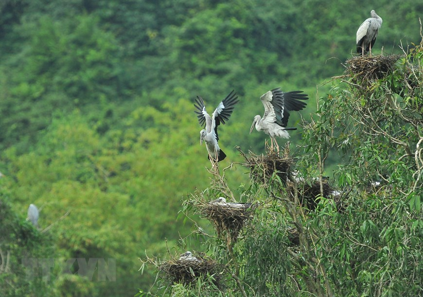 Thung Nham Bird Park, an attractive ecotourism site in Northern Vietnam
