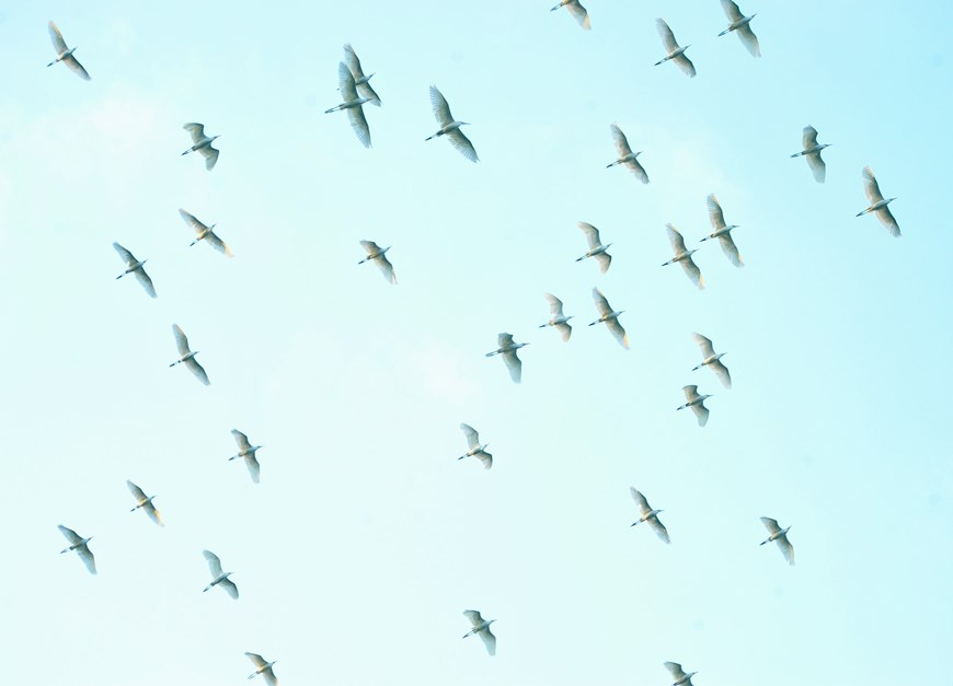 Thung Nham Bird Park, an attractive ecotourism site in Northern Vietnam