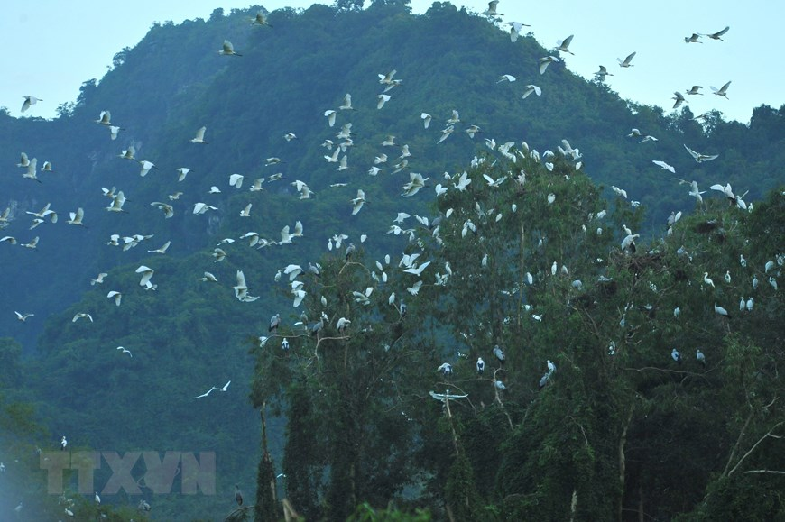 Thung Nham Bird Park, an attractive ecotourism site in Northern Vietnam