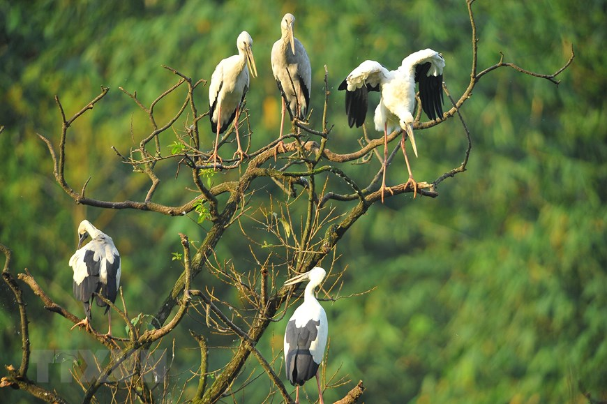 Thung Nham Bird Park, an attractive ecotourism site in Northern Vietnam