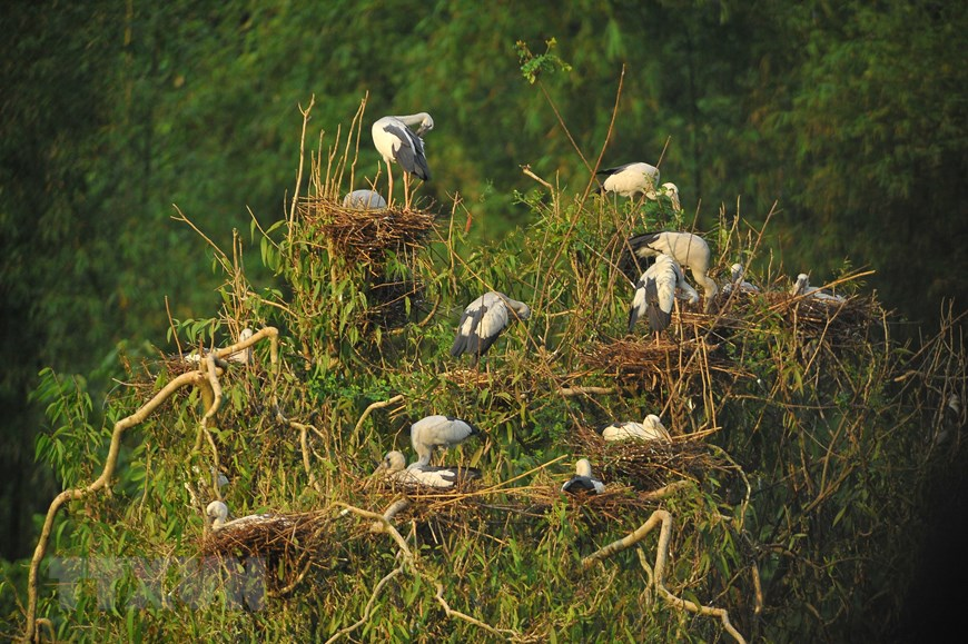 Thung Nham Bird Park, an attractive ecotourism site in Northern Vietnam