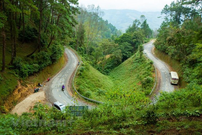 Yen Minh pine forest, “miniature Da Lat” on the rocky plateau