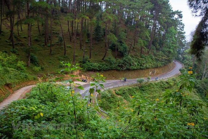 Yen Minh pine forest, “miniature Da Lat” on the rocky plateau