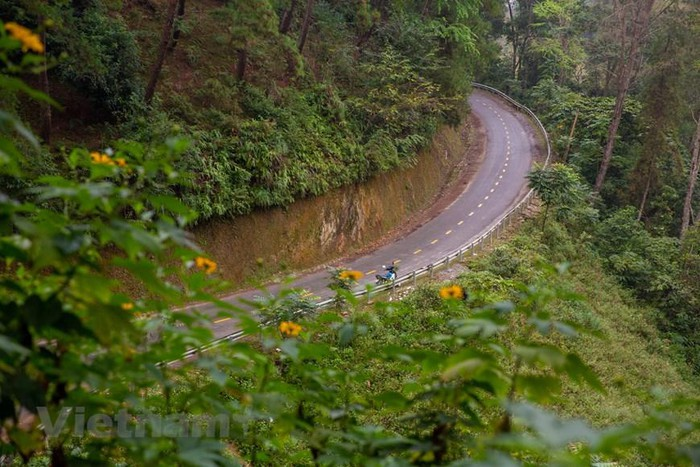 Yen Minh pine forest, “miniature Da Lat” on the rocky plateau