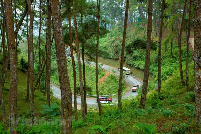 Yen Minh pine forest, “miniature Da Lat” on the rocky plateau