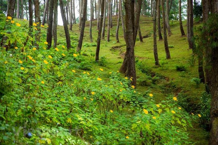 Yen Minh pine forest, “miniature Da Lat” on the rocky plateau