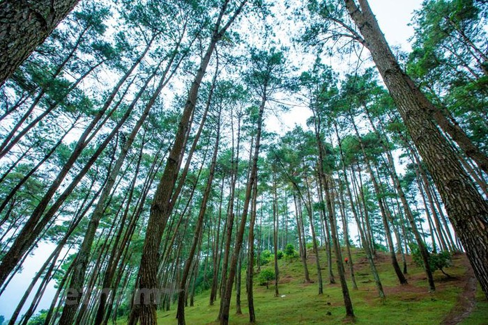 Yen Minh pine forest, “miniature Da Lat” on the rocky plateau