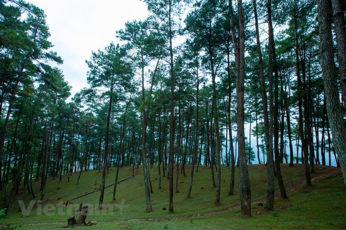 Yen Minh pine forest, “miniature Da Lat” on the rocky plateau