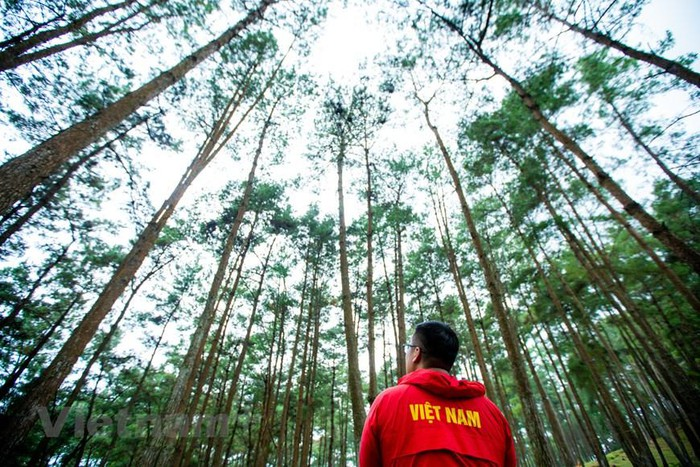 Yen Minh pine forest, “miniature Da Lat” on the rocky plateau
