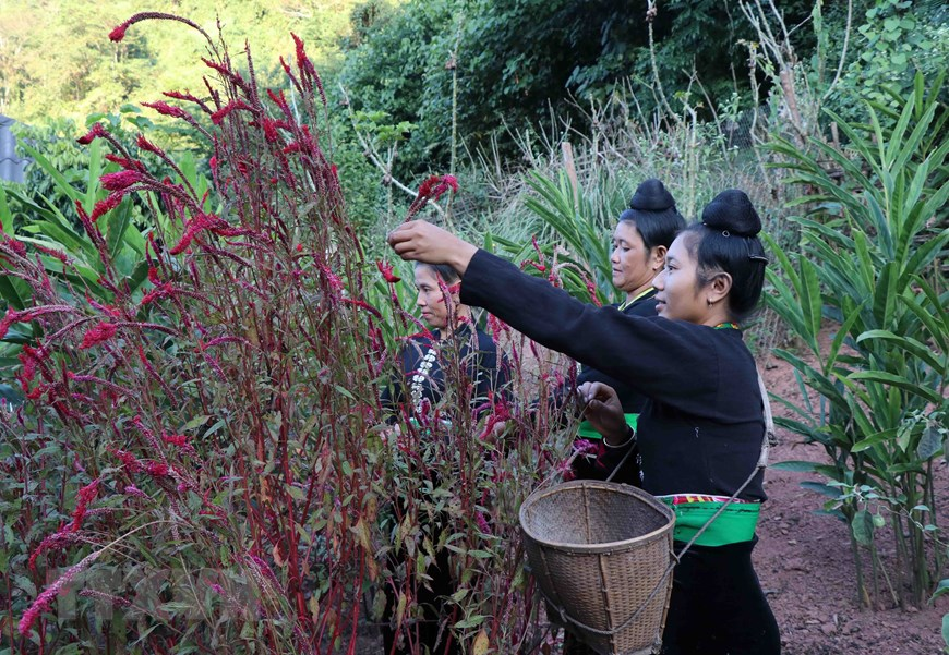 Unique cockscomb flower Tet festival of Cong ethnic people