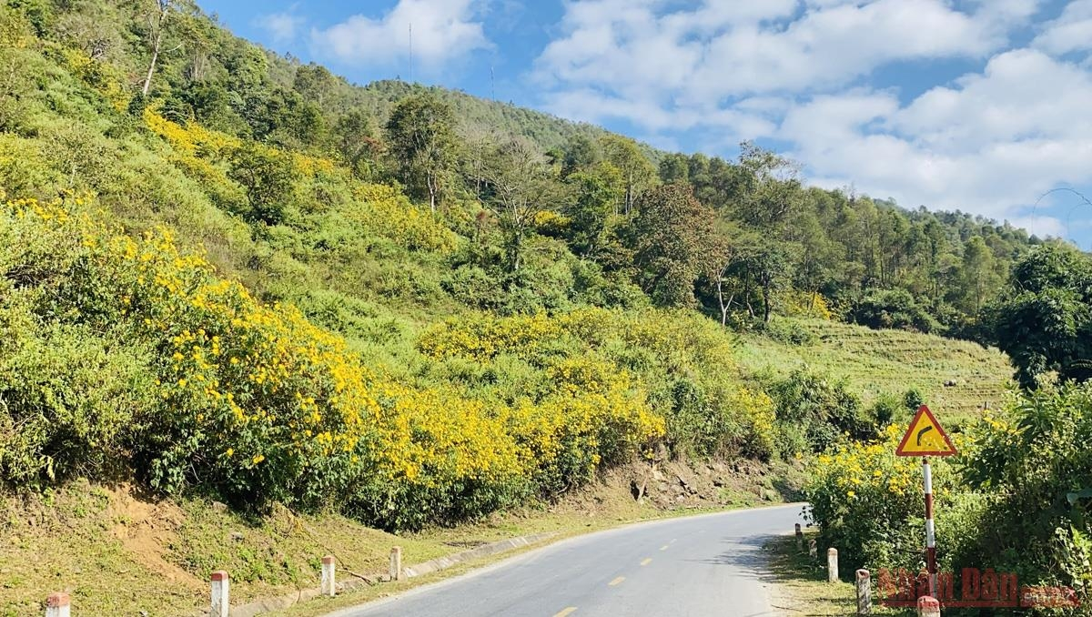 Sin Suoi Ho village dyed in yellow with Mexican sunflowers