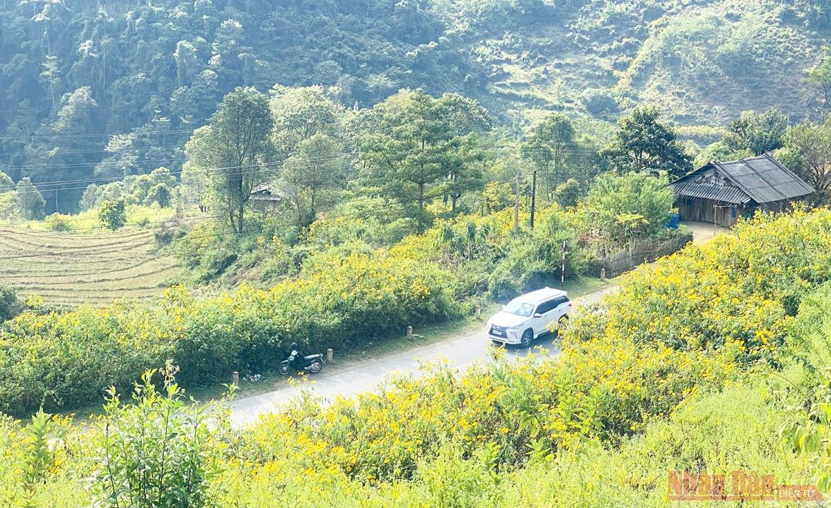 Sin Suoi Ho village dyed in yellow with Mexican sunflowers
