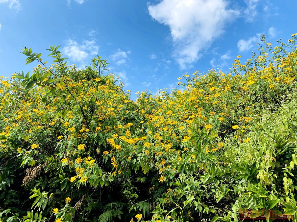 Sin Suoi Ho village dyed in yellow with Mexican sunflowers