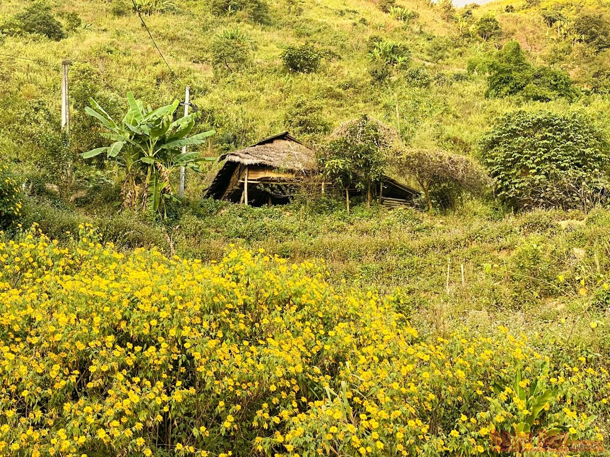 Sin Suoi Ho village dyed in yellow with Mexican sunflowers