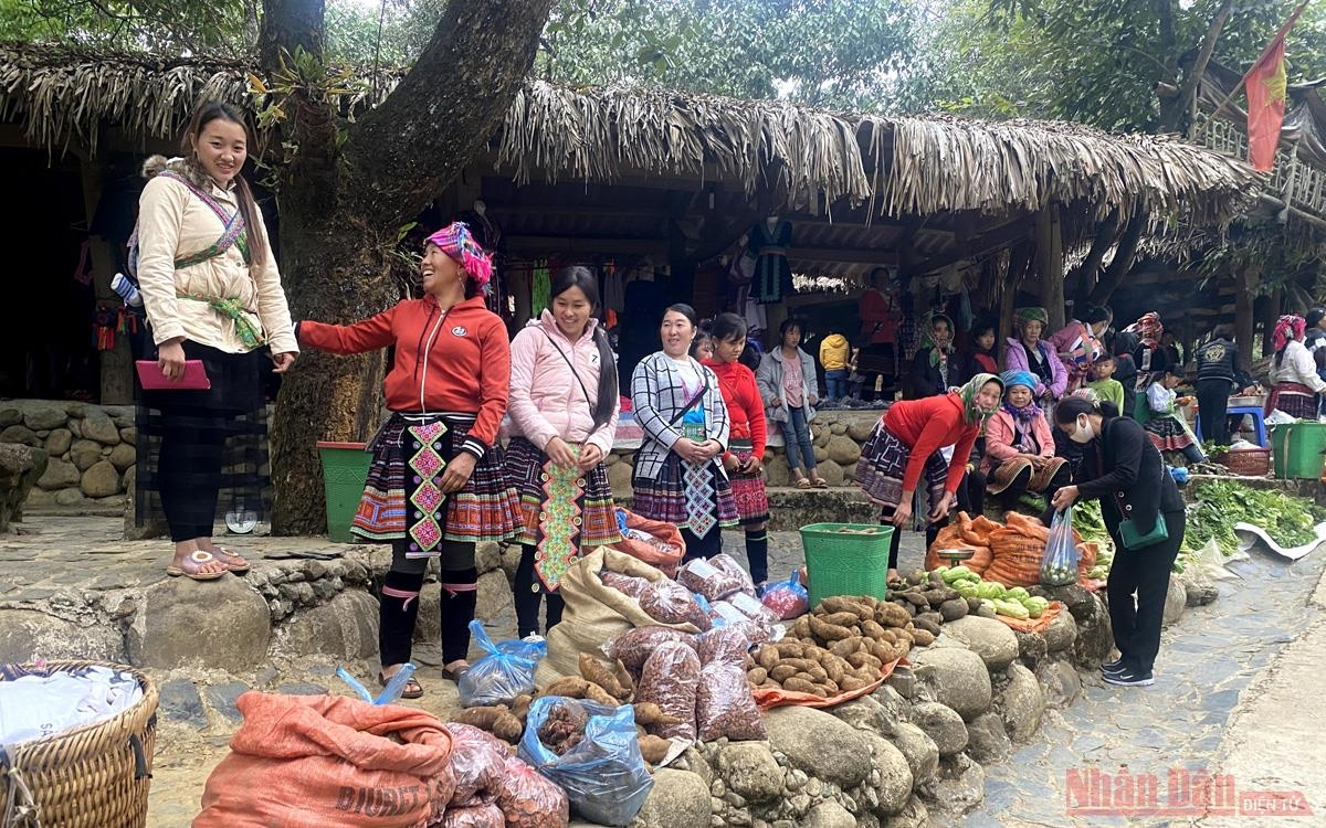 Sin Suoi Ho village dyed in yellow with Mexican sunflowers