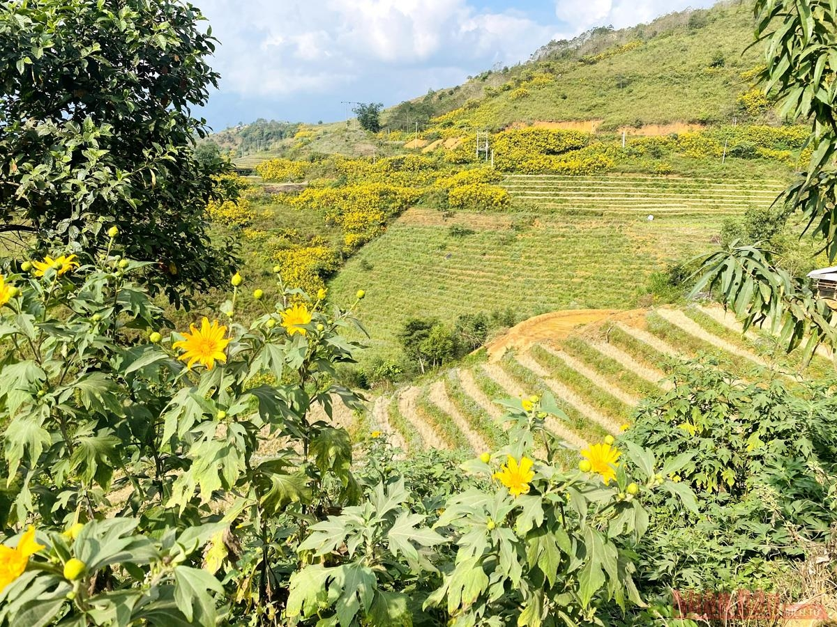 Sin Suoi Ho village dyed in yellow with Mexican sunflowers