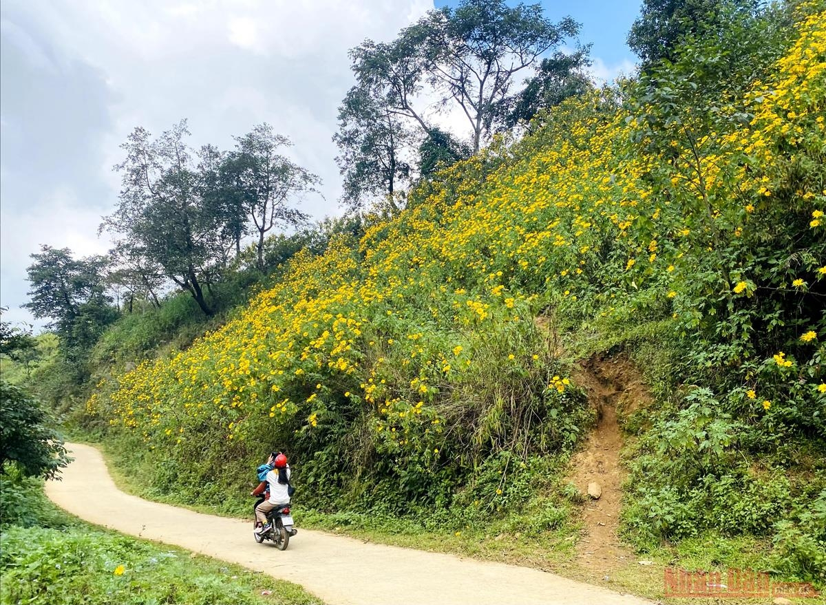 Sin Suoi Ho village dyed in yellow with Mexican sunflowers