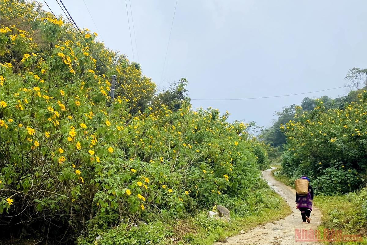 Sin Suoi Ho village dyed in yellow with Mexican sunflowers