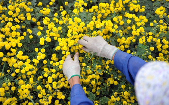 In photos: Blooming daisy season in Hung Yen