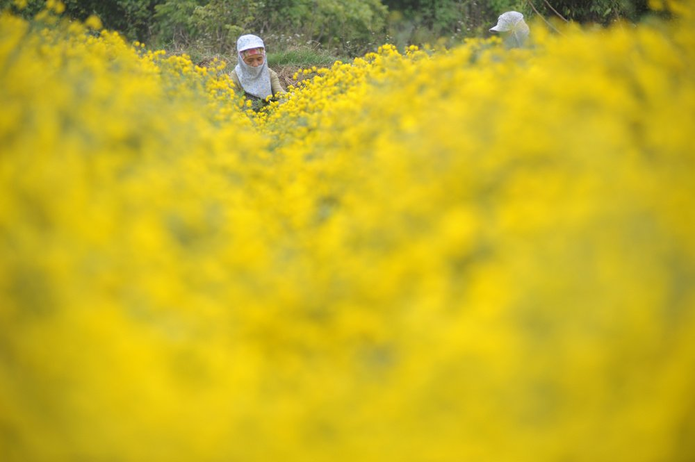 In photos: Blooming daisy season in Hung Yen