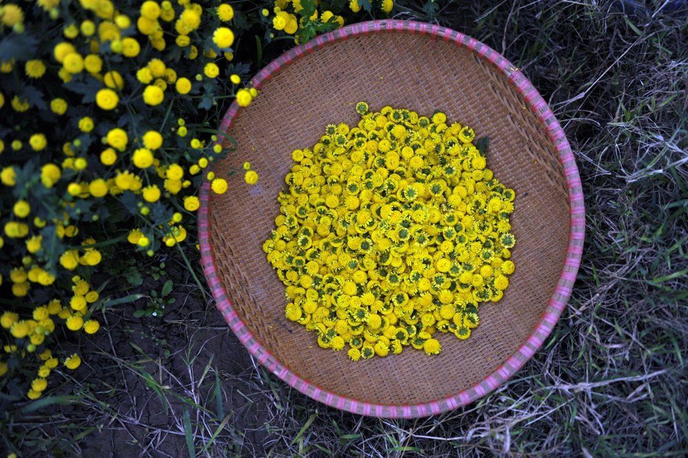In photos: Blooming daisy season in Hung Yen