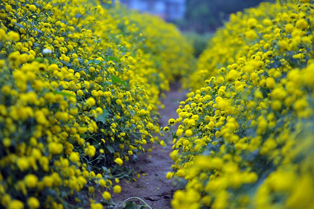 In photos: Blooming daisy season in Hung Yen