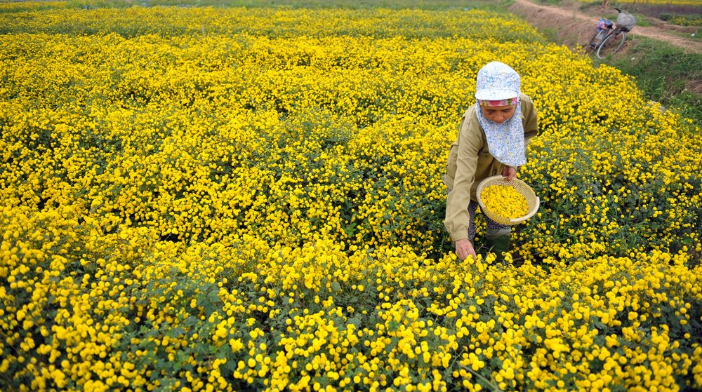 In photos: Blooming daisy season in Hung Yen