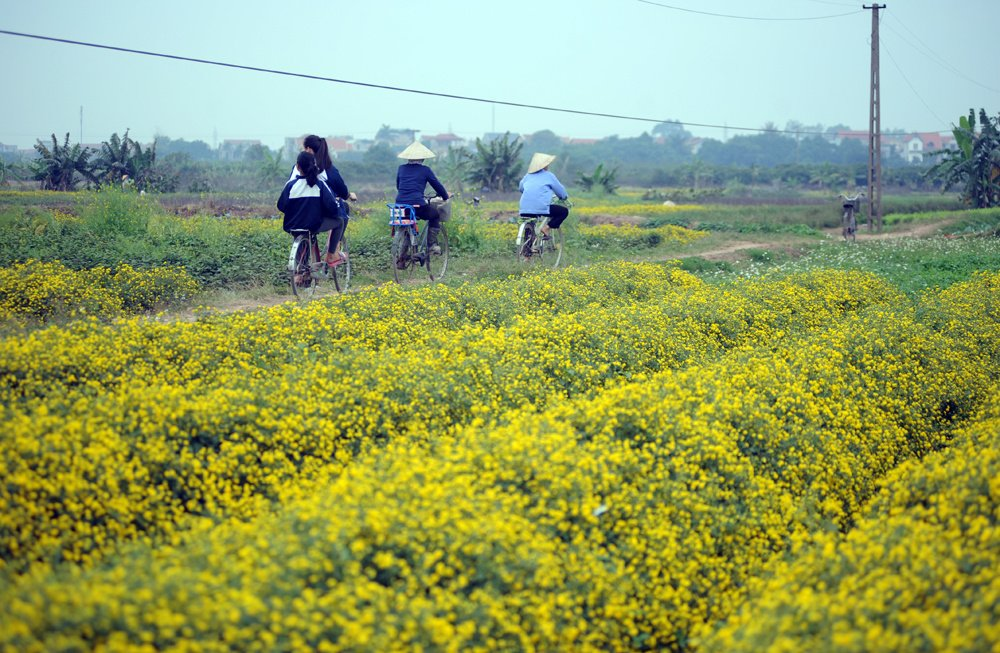 In photos: Blooming daisy season in Hung Yen