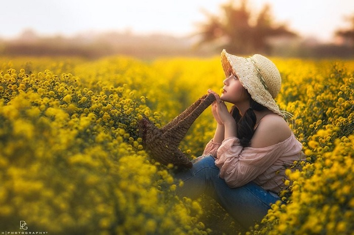 In photos: Blooming daisy season in Hung Yen