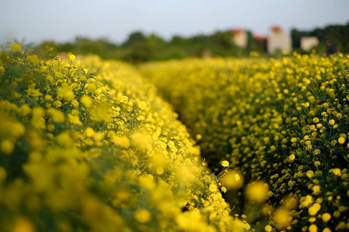 In photos: Blooming daisy season in Hung Yen