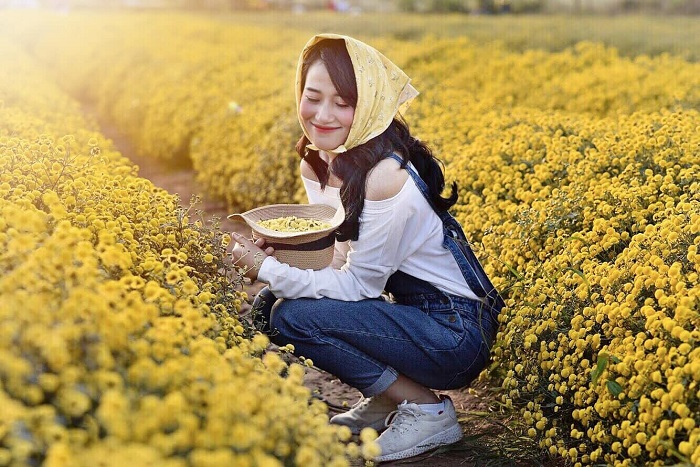 In photos: Blooming daisy season in Hung Yen