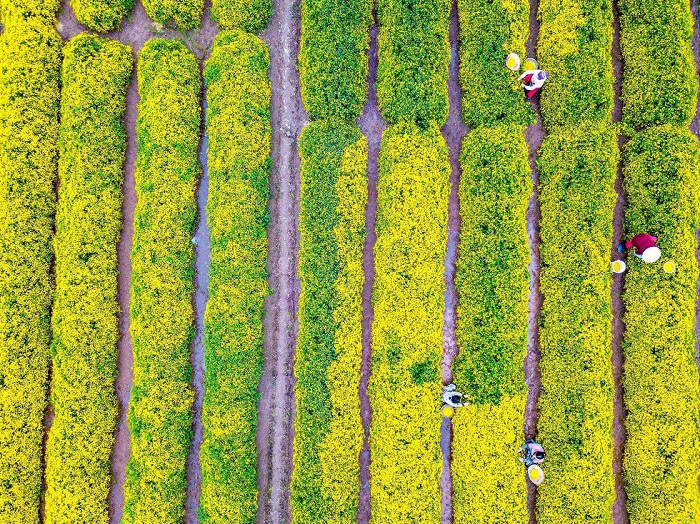 In photos: Blooming daisy season in Hung Yen