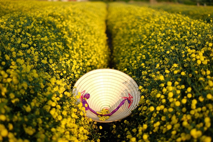 In photos: Blooming daisy season in Hung Yen