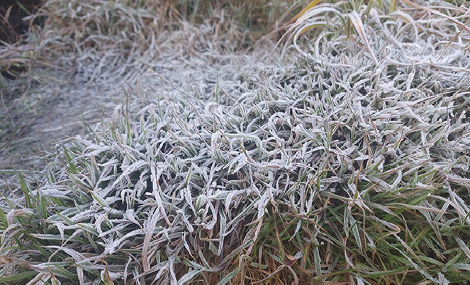 Fansipan Mount covered in frost due to the strong cold spell