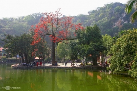 blossoming ablaze red bombax ceiba paints thay pagoda a highlighted sketch