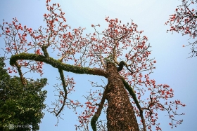 blossoming ablaze red bombax ceiba paints thay pagoda a highlighted sketch
