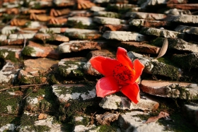 blossoming ablaze red bombax ceiba paints thay pagoda a highlighted sketch