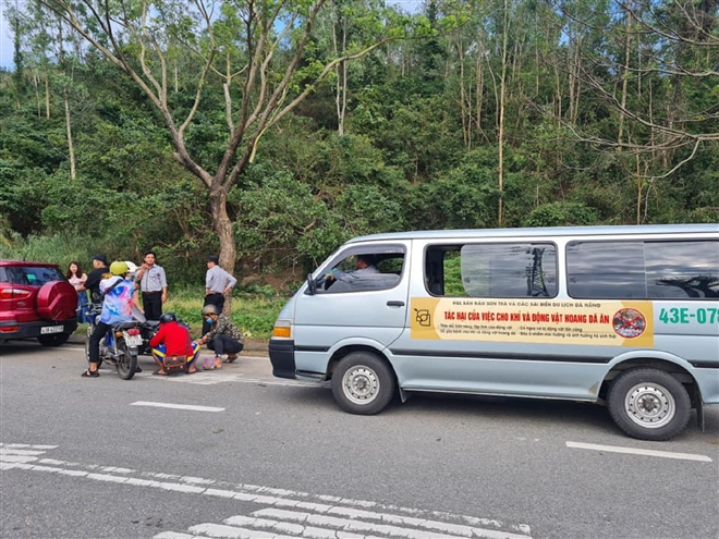 Hundred of hungry monkeys brawling for foods on mountain pass in Danang