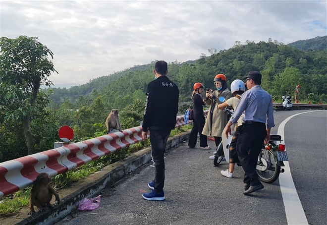 Hundred of hungry monkeys brawling for foods on mountain pass in Danang