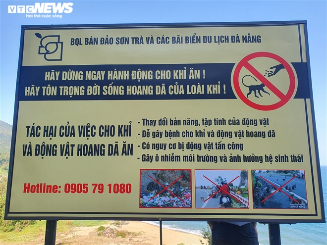 Hundred of hungry monkeys brawling for foods on mountain pass in Danang