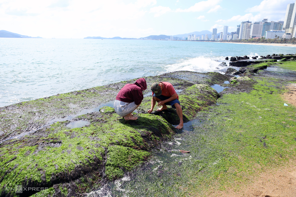 Sea wall covered with forest green moss making a touristic scene in Nha Trang