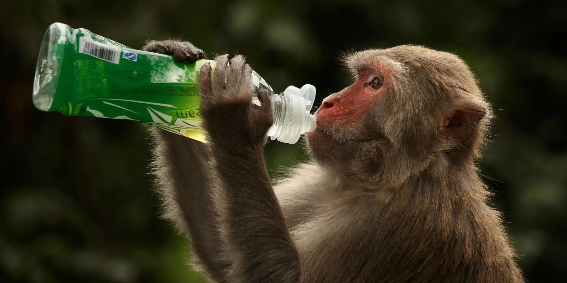 Oxford-developed vaccine appears to shield monkey from coronavirus infection