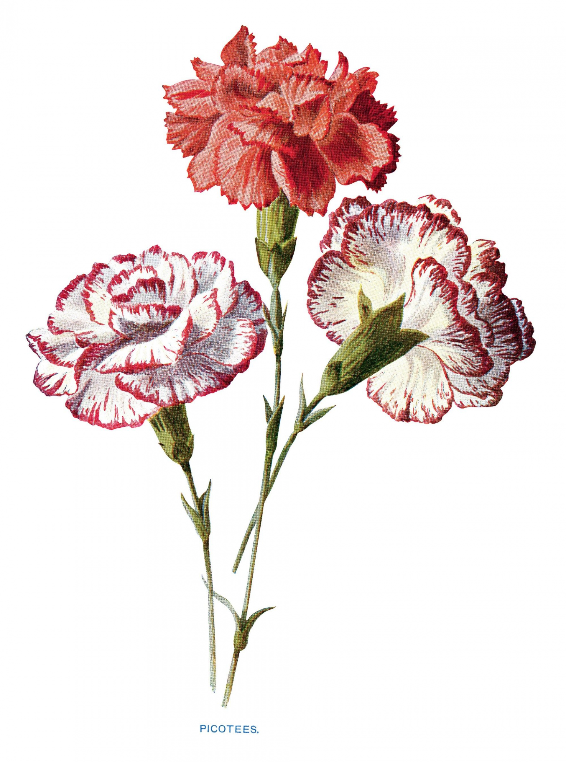 mothers day 2020 definition symbols history