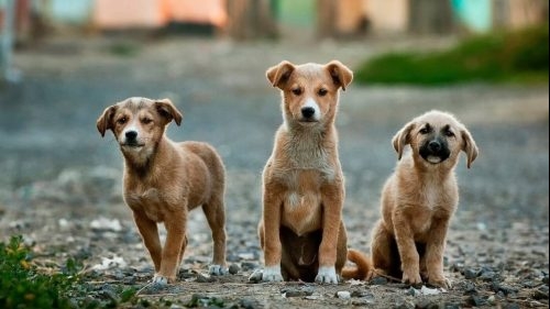 ACPA calls on Vietnam to ban dog and cat meat trade