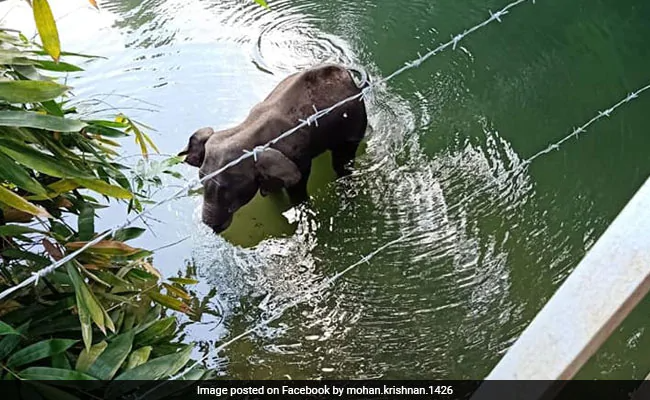 netizens burst outrage over death of prenant elephant eating pineapple stuffed with firecrackers