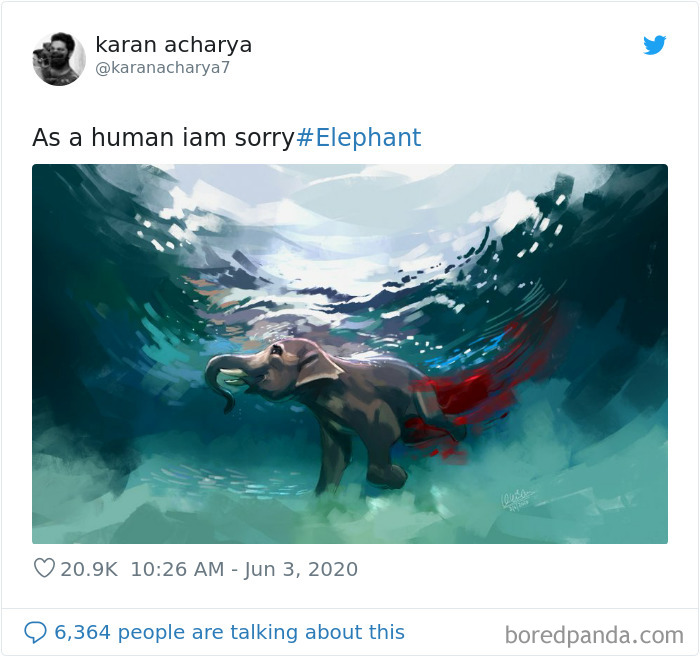 netizens burst outrage over death of prenant elephant eating pineapple stuffed with firecrackers