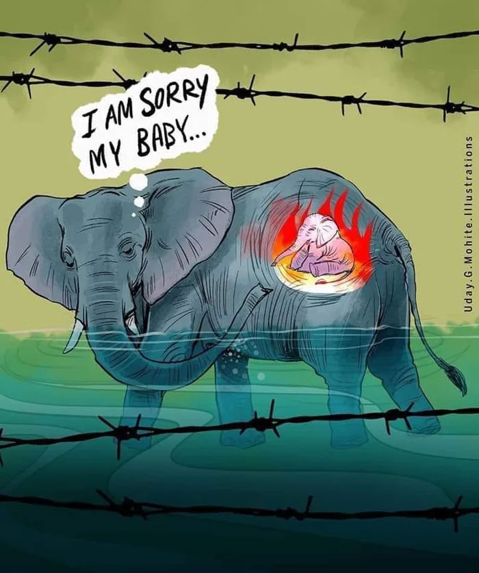 netizens burst outrage over death of prenant elephant eating pineapple stuffed with firecrackers