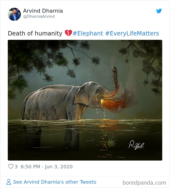 netizens burst outrage over death of prenant elephant eating pineapple stuffed with firecrackers