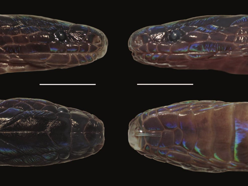 foreign media rare iridescent snake discovered in vietnam