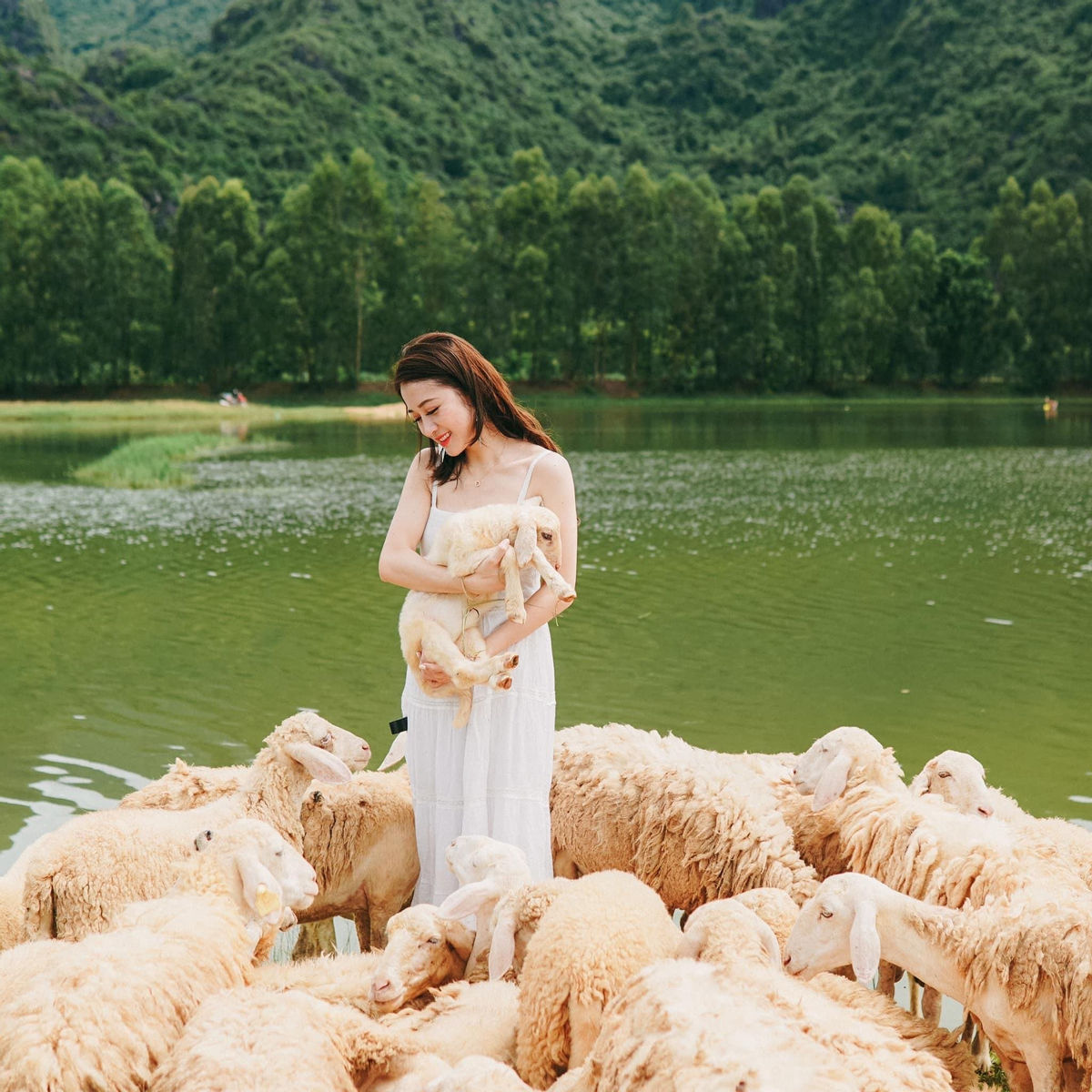 Mua Caves and Gia Vien Sheep field among best places to spend New Year Eve